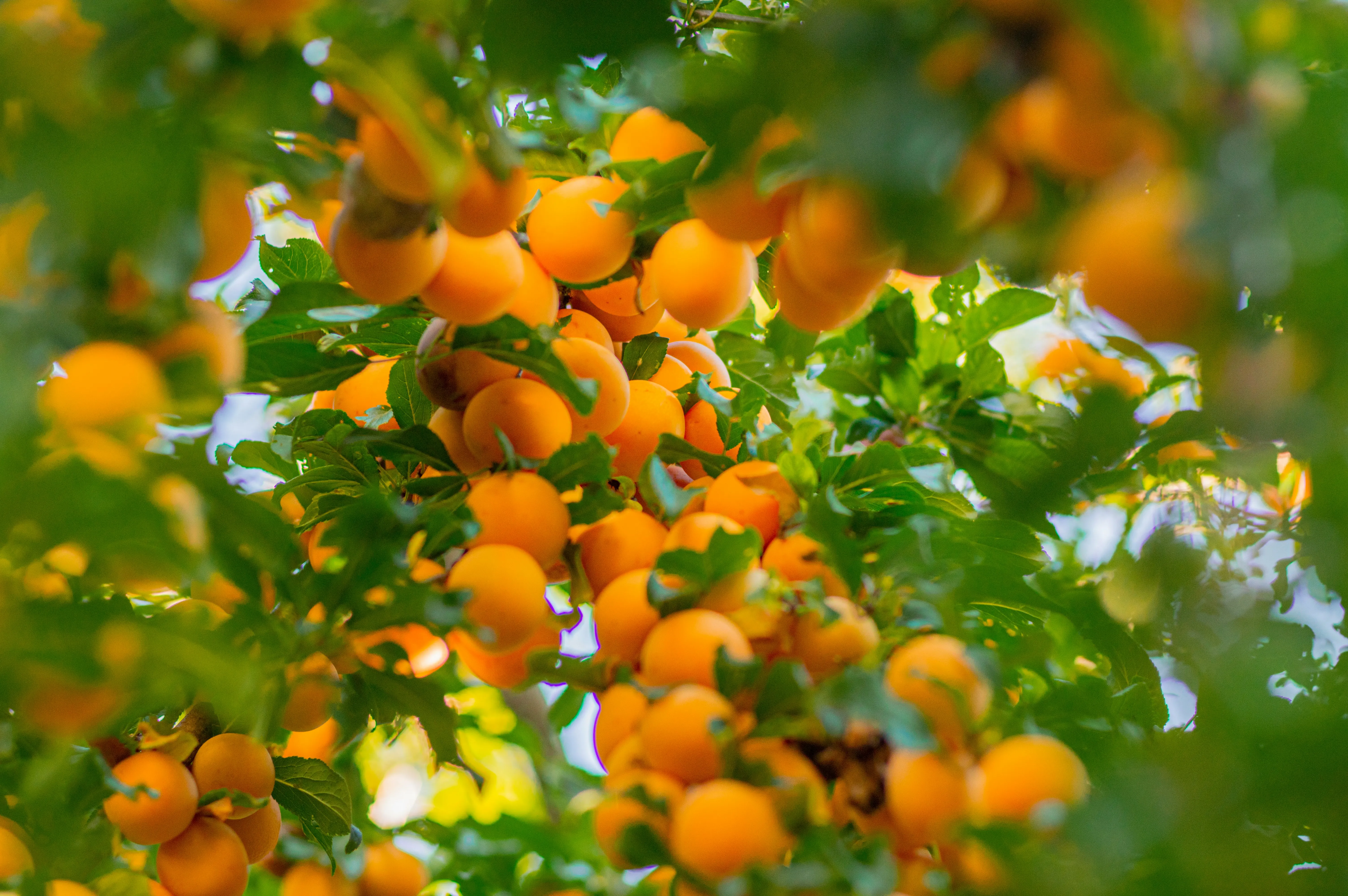 Abundant natural bounty - representing generosity with purpose
